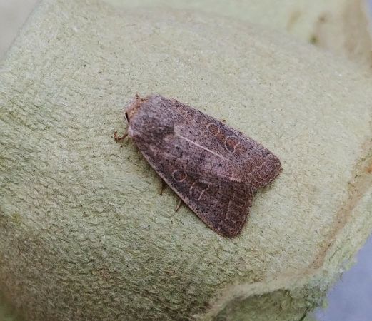 Hoplodrina indéterminé 