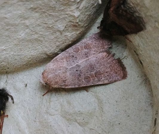 Hoplodrina indéterminé 