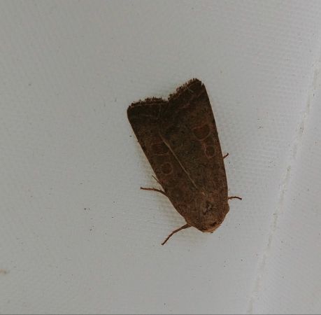 Hoplodrina sp. 