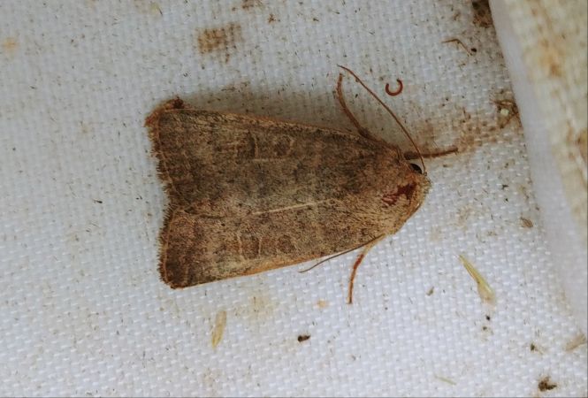Hoplodrina indéterminé 