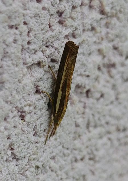 Crambus des tiges 
