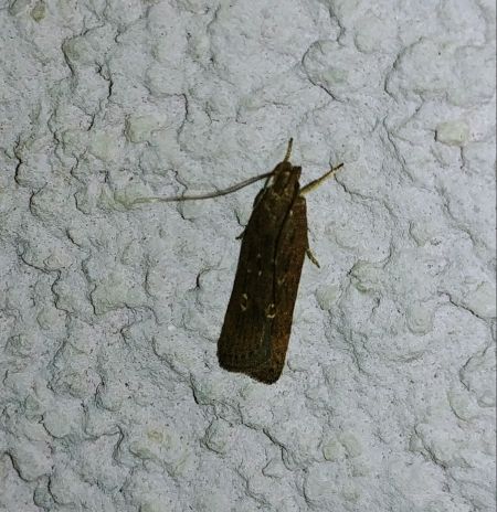 Helcystogramma triannulella 