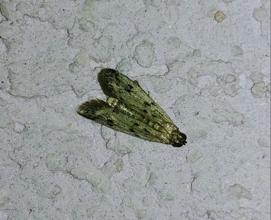 Phycitodes sp. 