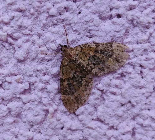 Acasis viretata 