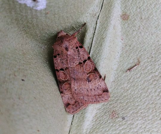 Eugnorisma depuncta 