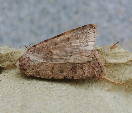Caradrina clavipalpis 