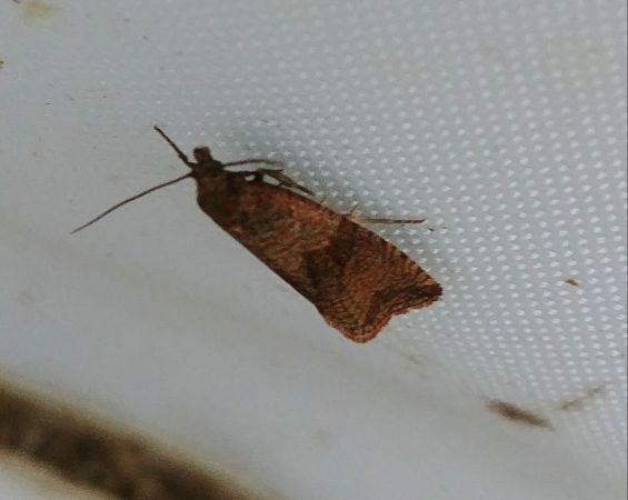 Celypha striana 