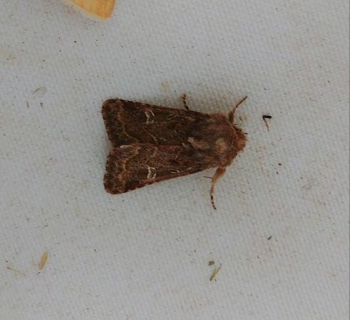 Tholera cespitis 