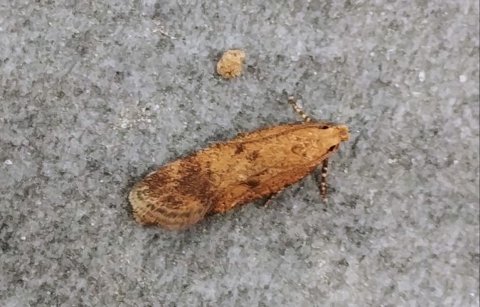Pexicopia malvella 