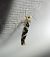 Argyresthia goedartella  - Thomas Lux