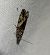 Epinotia nisella  - Thomas Lux