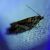 Epinotia nisella  - Thomas Lux
