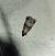Acrobasis advenella  - Thomas Lux