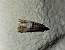 Acrobasis advenella  - Thomas Lux