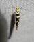 Argyresthia goedartella  - Thomas Lux