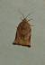 Archips podana 