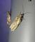 Eucosma sp. 
