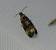Endothenia sp. 