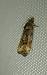 Endothenia sp. 