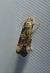 Endothenia sp. 