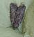 Bryophila raptricula 