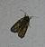 Bryophila raptricula 
