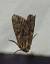 Apamea monoglypha 