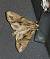 Apamea monoglypha 