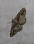Alcis bastelbergeri 