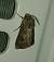 Noctuelle trapue 