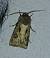 Noctuelle trapue 