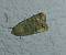 Caradrina clavipalpis 