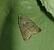 Caradrina clavipalpis 