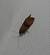 Celypha striana 