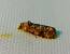 Lobesia sp. 