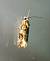 Lobesia sp. 