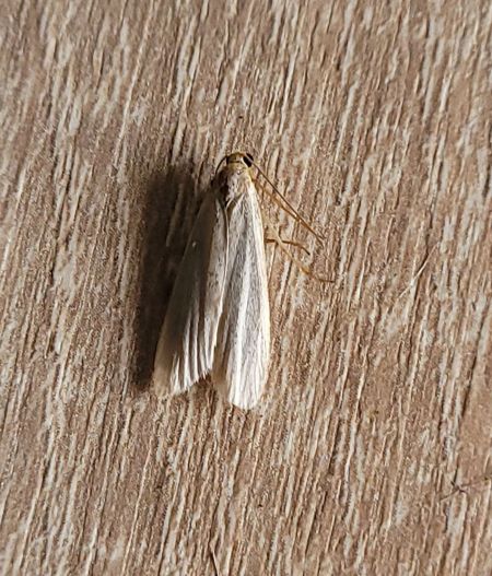 Lithosie déprimée (L. ocre)  - Thomas Lux