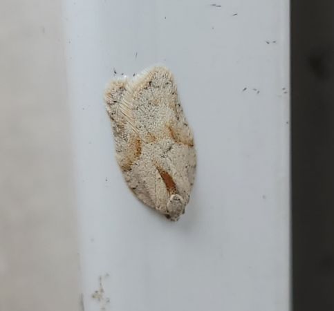 Acleris sp.  - Thomas Lux