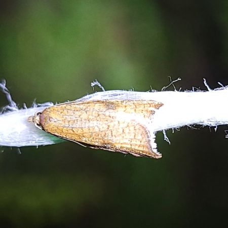 Rhomboid Tortrix  - Thomas Lux