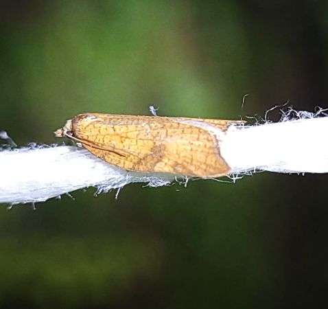 Acleris rhombana  - Thomas Lux