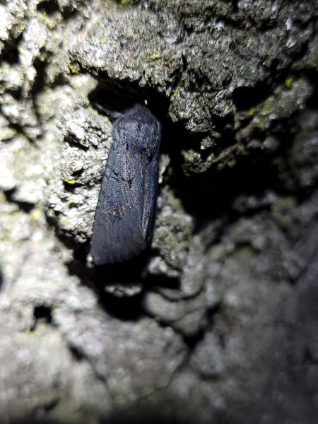 Noctuelle anthracite  - Thomas Lux