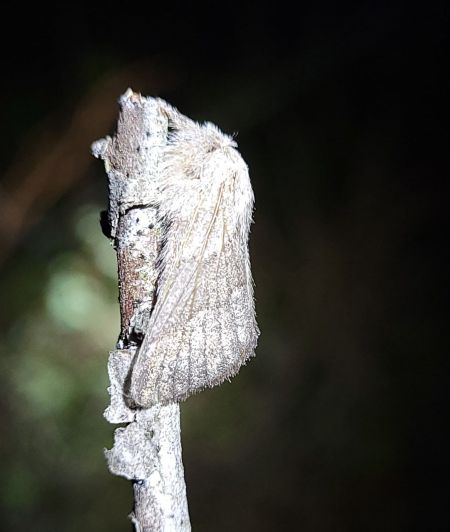 Bombyx de l'Aubépine  - Thomas Lux