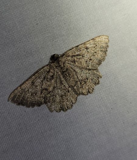 Charissa obscurata  - Thomas Lux