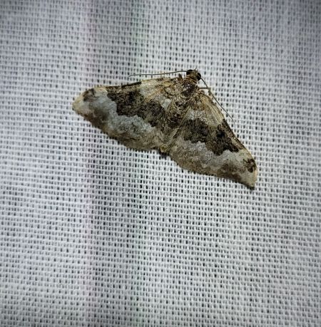 Epirrhoe galiata  - Thomas Lux