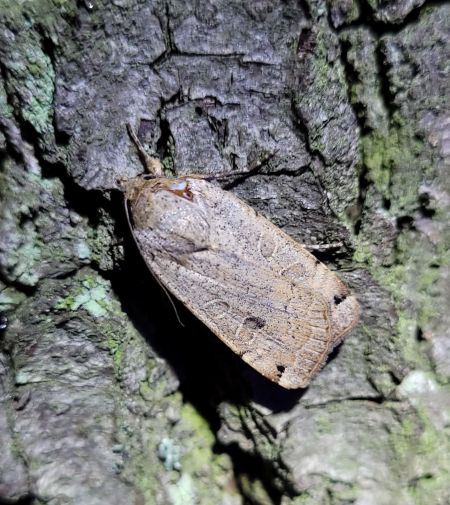 Noctua orbona  - Thomas Lux