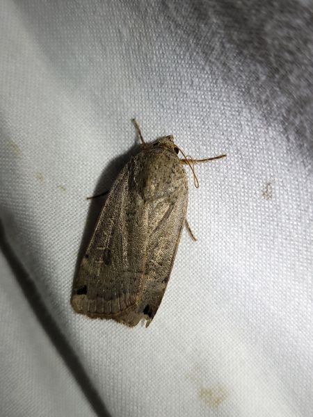 Noctua orbona  - Thomas Lux