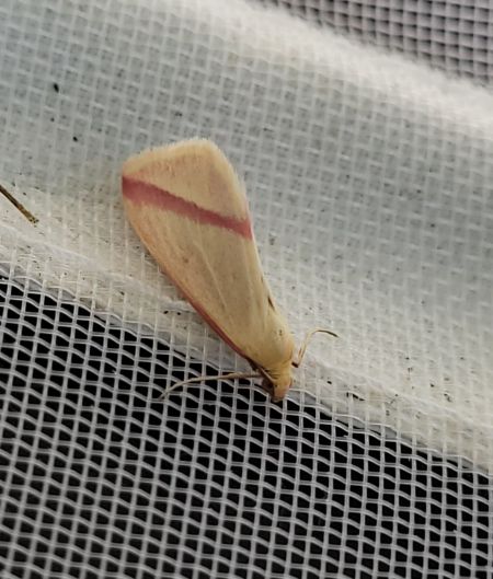 Rhodometra sacraria  - Thomas Lux