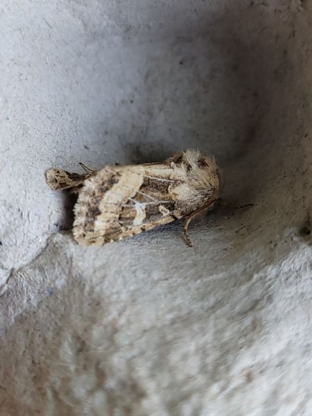 Luperina dumerilii  - Thomas Lux