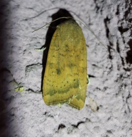 Noctua interjecta  - Thomas Lux