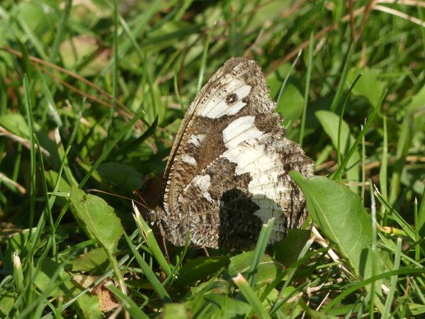 Silène 